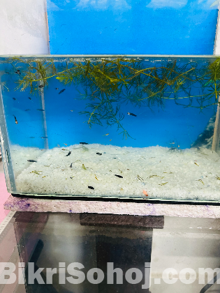 Moli and Gappi Baby Fish Sale